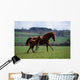 Thoroughbred Mare & Foal, Ireland Wall Mural