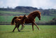 Thoroughbred Mare & Foal, Ireland Wall Mural