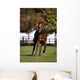 Thoroughbred Horse, Ireland Wall Mural