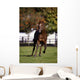 Thoroughbred Horse, Ireland Wall Mural