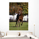 Thoroughbred Horse, Ireland Wall Mural