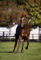 Thoroughbred Horse, Ireland Wall Mural