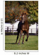 Thoroughbred Horse, Ireland Wall Mural