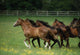 Thoroughbred Horses, Ireland Wall Mural