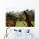 Thoroughbred Foals Playing, Ireland Wall Mural