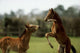 Thoroughbred Foals Playing, Ireland Wall Mural
