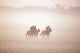 Thoroughbred Horses In Training, Curragh, Co Kildare, Ireland Wall Mural