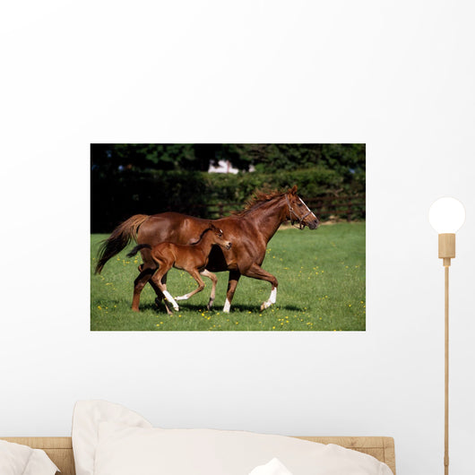 Thoroughbred Mare And Foal Galloping, Ireland Wall Mural