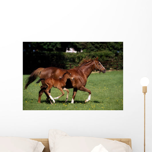Thoroughbred Mare And Foal Galloping, Ireland Wall Mural