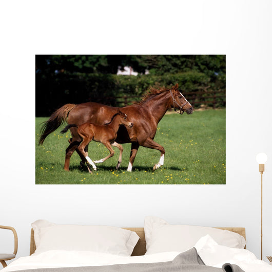 Thoroughbred Mare And Foal Galloping, Ireland Wall Mural