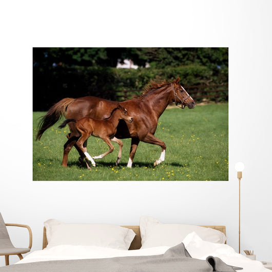 Thoroughbred Mare And Foal Galloping, Ireland Wall Mural