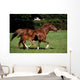 Thoroughbred Mare And Foal Galloping, Ireland Wall Mural