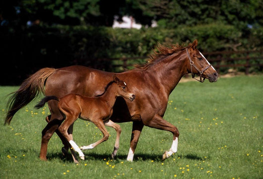 Thoroughbred Mare And Foal Galloping, Ireland Wall Mural