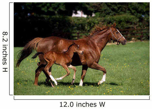 Thoroughbred Mare And Foal Galloping, Ireland Wall Mural