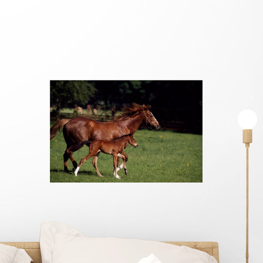 Thoroughbred Mare & Foal, Ireland Wall Mural