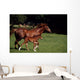 Thoroughbred Mare & Foal, Ireland Wall Mural