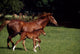 Thoroughbred Mare & Foal, Ireland Wall Mural