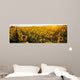 Sunflower Field Wall Mural