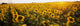 Sunflower Field Wall Mural