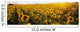 Sunflower Field Wall Mural