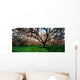Apple Orchard, Co Armagh, Ireland Wall Mural
