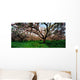 Apple Orchard, Co Armagh, Ireland Wall Mural