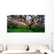 Apple Orchard, Co Armagh, Ireland Wall Mural