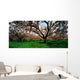 Apple Orchard, Co Armagh, Ireland Wall Mural
