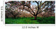 Apple Orchard, Co Armagh, Ireland Wall Mural