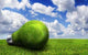 Lightbulb Made Green Grass Wall Decal