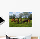 Thoroughbred Horses, Yearlings, Ireland Wall Mural
