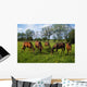 Thoroughbred Horses, Yearlings, Ireland Wall Mural