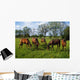 Thoroughbred Horses, Yearlings, Ireland Wall Mural