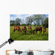 Thoroughbred Horses, Yearlings, Ireland Wall Mural