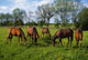 Thoroughbred Horses, Yearlings, Ireland Wall Mural