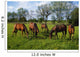 Thoroughbred Horses, Yearlings, Ireland Wall Mural