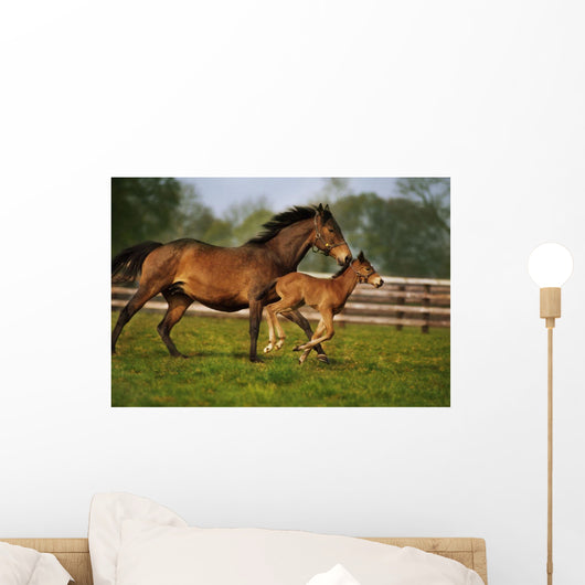 Thoroughbred Chestnut Mare & Foal, Ireland Wall Mural