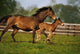Thoroughbred Chestnut Mare & Foal, Ireland Wall Mural