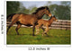 Thoroughbred Chestnut Mare & Foal, Ireland Wall Mural