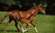 Thoroughbred Chestnut Mare & Foal, Ireland Wall Mural