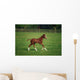 Thoroughbred Mare, National Stud, Kildare Town, Ireland Wall Mural