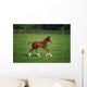 Thoroughbred Mare, National Stud, Kildare Town, Ireland Wall Mural