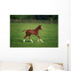 Thoroughbred Mare, National Stud, Kildare Town, Ireland Wall Mural