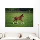 Thoroughbred Mare, National Stud, Kildare Town, Ireland Wall Mural