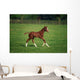 Thoroughbred Mare, National Stud, Kildare Town, Ireland Wall Mural