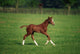 Thoroughbred Mare, National Stud, Kildare Town, Ireland Wall Mural