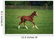 Thoroughbred Mare, National Stud, Kildare Town, Ireland Wall Mural