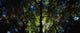 Killarney, Co Kerry, Ireland, Sunlight Through Trees Wall Mural