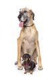 Great Dane And Dachshund Portrait Wall Decal