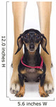 Great Dane And A Dachshund Wall Mural